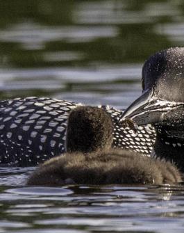 Loon with baby - photo credit: Chuck Dayton