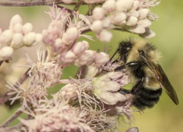 a rusty patch bumble bee on pink flowers