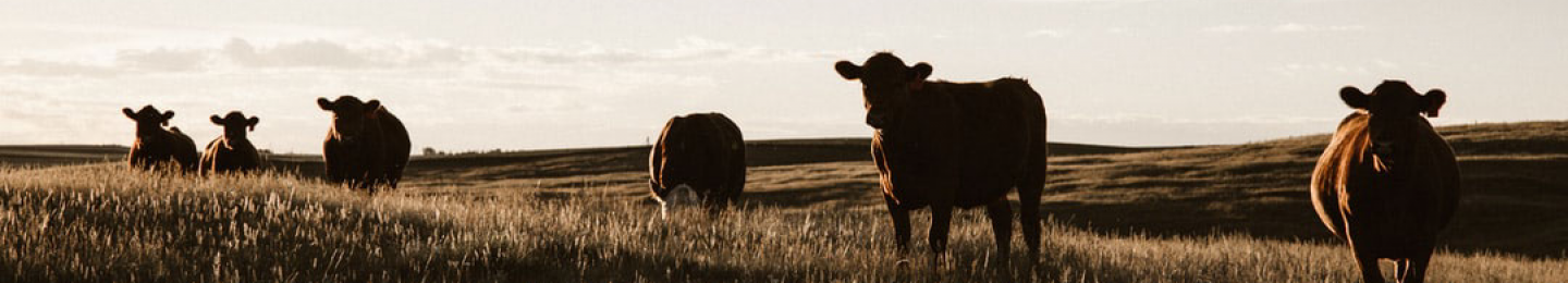 cows in pasture