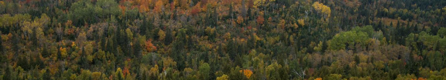 Superior National Forest