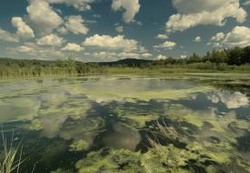 a blue sky and lake with a green algal bloom 